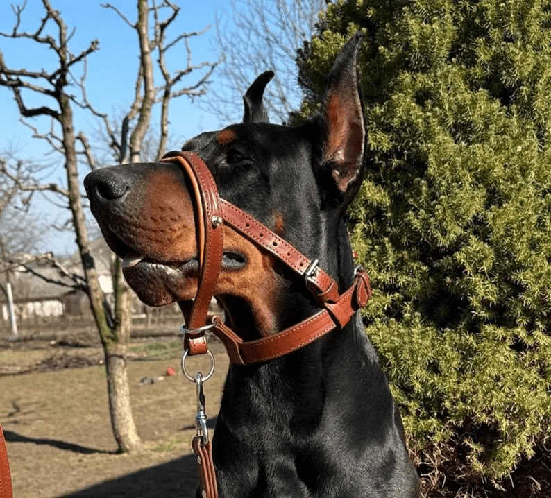 A close-up side profile of a Black and Tan Doberman wearing a premium brown leather Dog Head Collar. The collar features adjustable straps with silver buckles and a padded nose band for comfort.