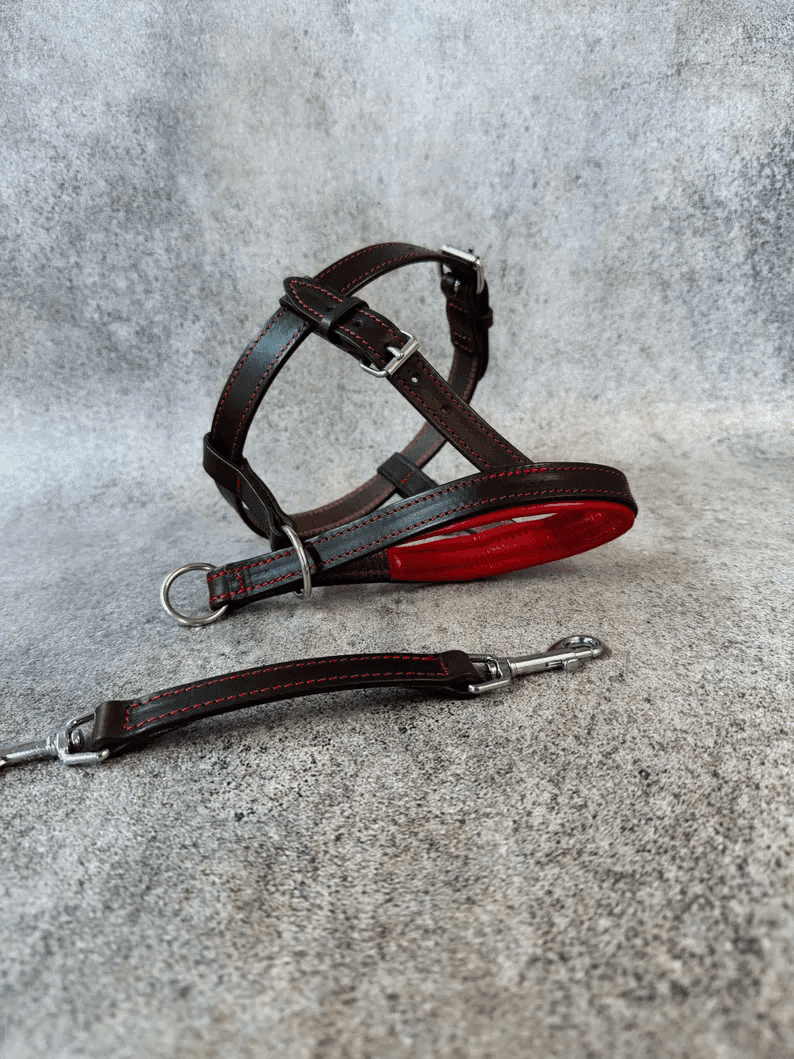 A high-angle studio shot of a dark brown leather dog headcollar with vibrant red padding on the nose band and red contrast stitching. A matching leather safety strap with silver metal swivel snaps lies in the foreground on a grey textured background.