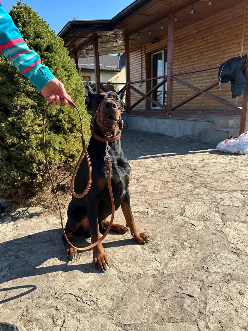 Dog Head Collar | Adjustable Leather Training Collar A Doberman sitting on a stone patio wearing a leather Dog Head Collar. A person